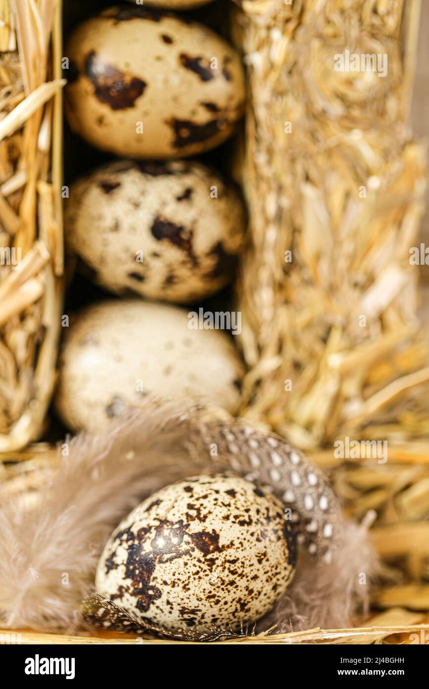 Uova di quaglia in premuto straw.Organic fattoria uova di quaglia naturale set.natural protein.Useful cibo e prodotti Foto Stock