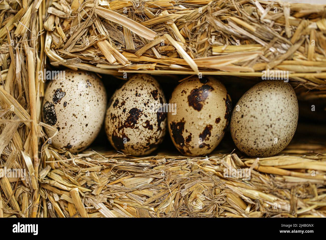 Uova di quaglia in premuto straw.Organic fattoria uova di quaglia naturale set.natural protein.utile cibo sano e prodotti Foto Stock