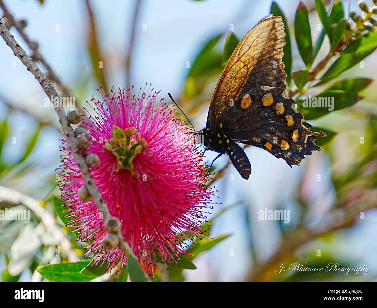 Le bellissime farfalle sono abbondanti all'arboreto Boyce Thompson vicino Phoenix Arizona Foto Stock