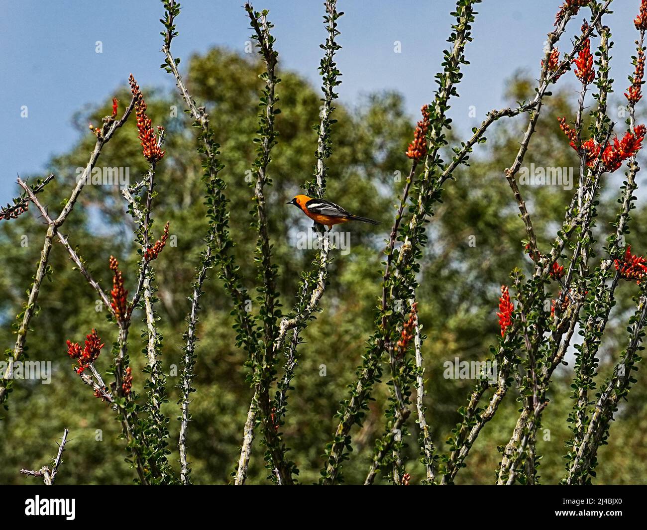 Un Oriole con cappuccio si trova sul ramo di un Ocotillo fiorente Foto Stock
