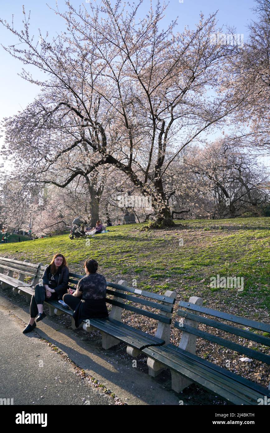 La gente gode di una calda serata, fiori di ciliegi in una giornata di primavera a Central Park, New York City. Foto Stock