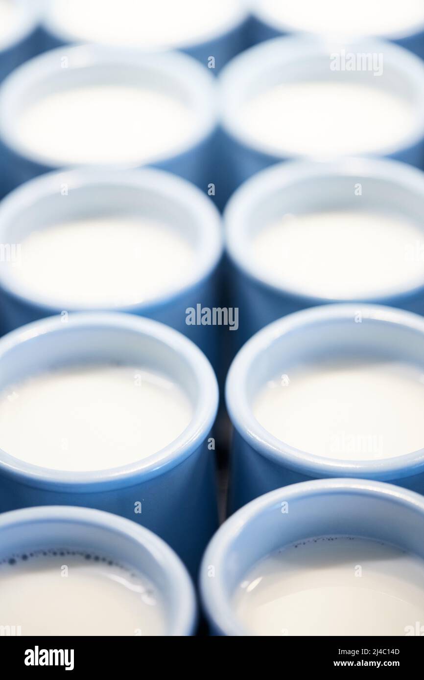 Vasetti di latte pronti per la maturazione e la trasformazione in yogurt. Il processo di produzione di yogurt fatto in casa. Foto verticale. Foto Stock