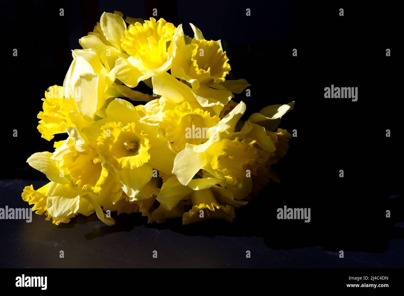 Primo piano di narcisi gialli su sfondo nero Foto Stock