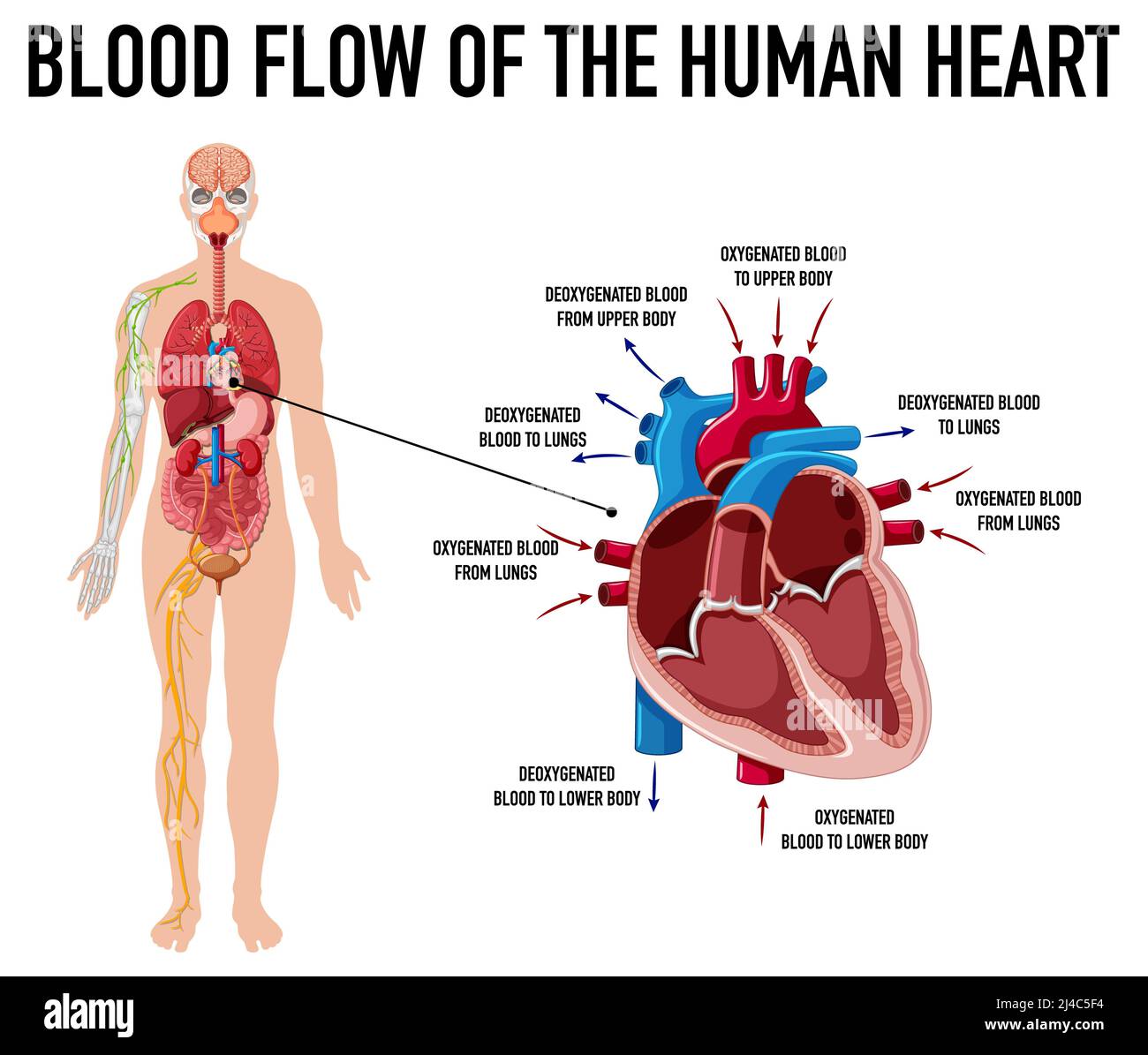Diagramma che mostra il flusso sanguigno del cuore umano illustrazione Foto Stock
