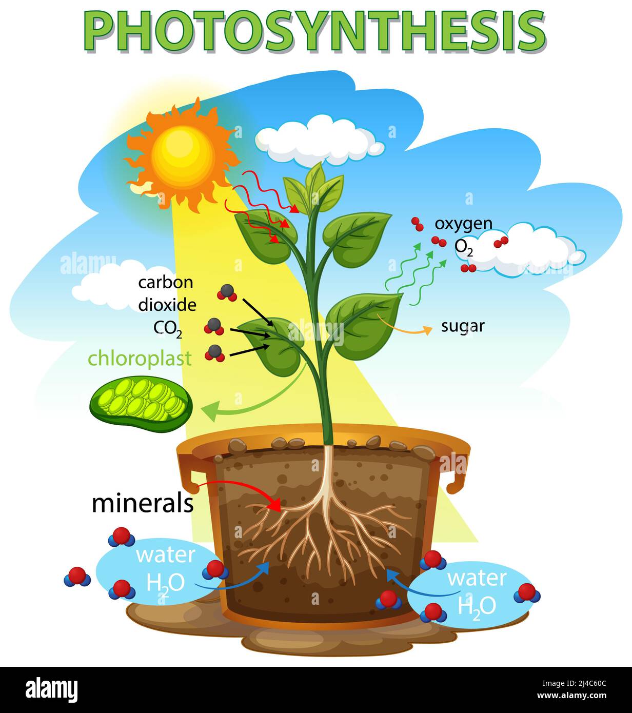 Diagramma di fotosintesi con illustrazione della pianta e della luce solare Foto Stock