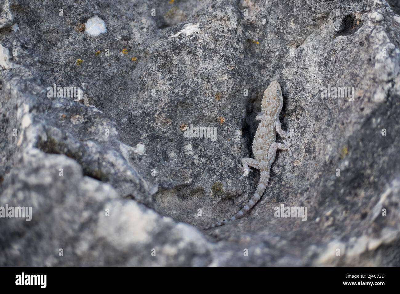 Primo piano di un gecko moresco grigio su una pietra Foto Stock