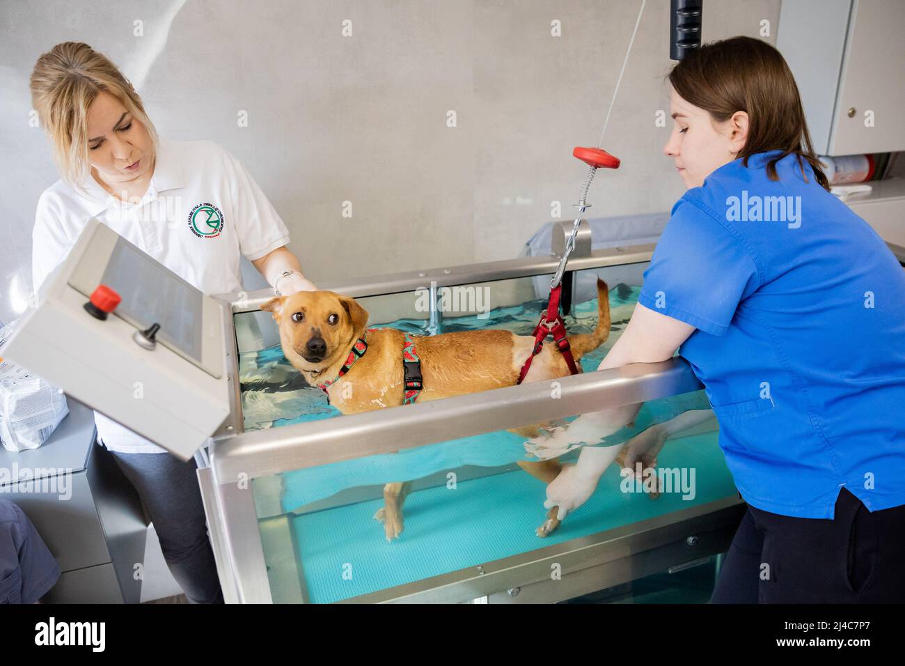 Przemysl, Polonia. 12th Apr 2022. Cane Vira riceve la terapia a piedi in un bacino d'acqua con un tapis roulant incorporato da Marta Dominiak-Drelicharz (l), custode degli animali, e Mirella Nowak (r), fisioterapista, presso la clinica veterinaria 'Adaa'. Il cane Vira è stato ferito da una pallottola nella sua spina nel Donbas due o tre anni fa. Poiché una rimozione chirurgica è troppo pericolosa, diverse terapie dovrebbero stimolare la funzione delle gambe posteriori. (To dpa: 'Come un cane da tiro dall'Ucraina impara a camminare in Polonia') Credit: Christoph Soeder/dpa/Alamy Live News Foto Stock