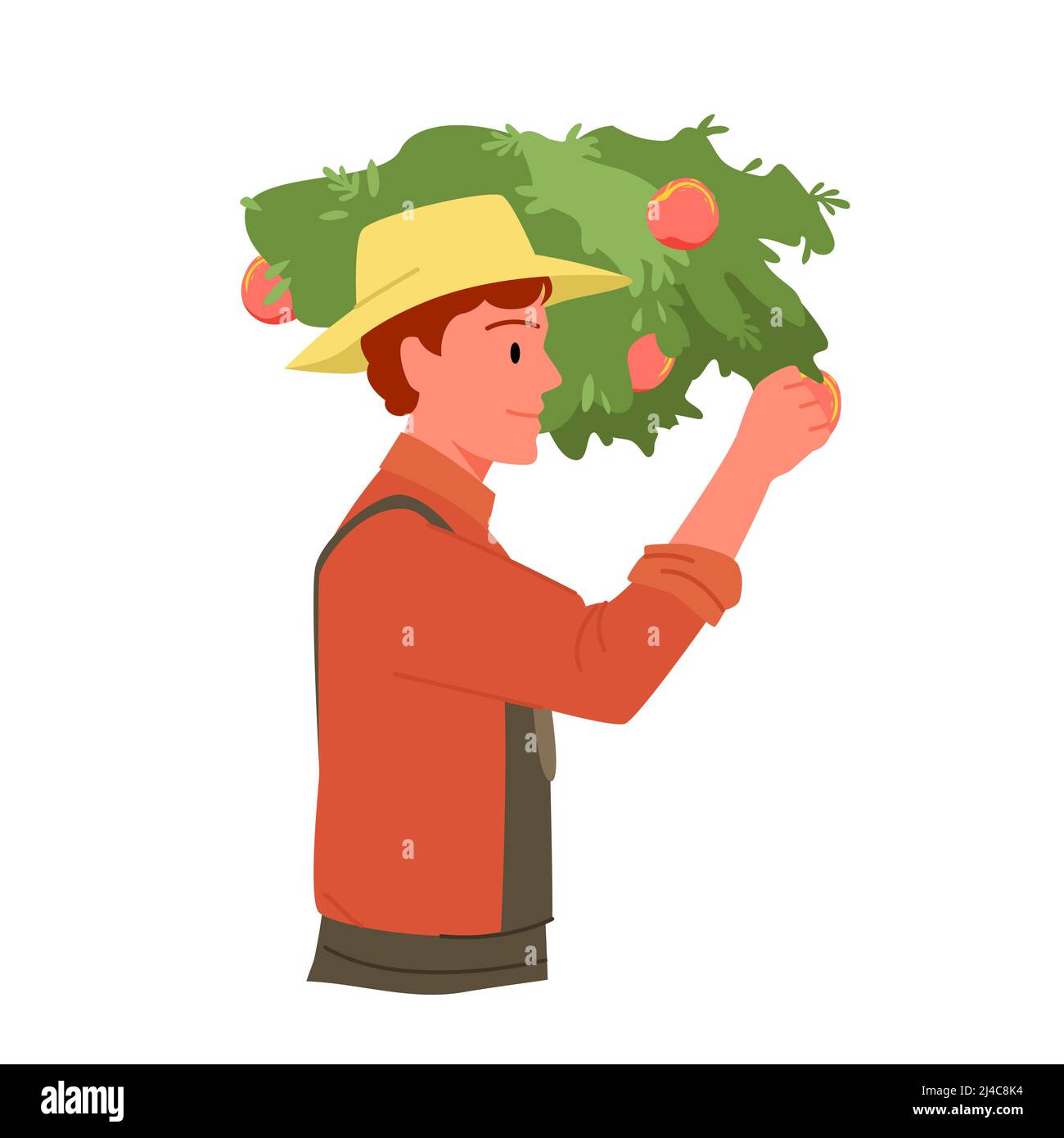 Coltivatore che raccoglie le mele da ramo di albero, lavoratore agricolo in cappello che lavora in giardino di fattoria Illustrazione Vettoriale