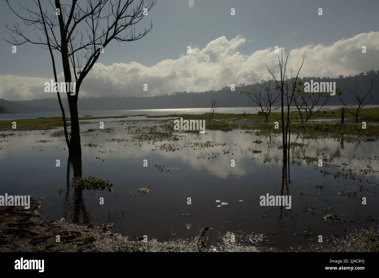 Lago Buyan a Buleleng, Bali, Indonesia. I danni all'ecosistema forestale hanno causato laghi Buyan e Tamblingan che sostengono molti villaggi nella reggenza Buleleng di Bali, che si restringono. Un capo della comunità tradizionale ha dichiarato che il livello dell'acqua su entrambi i laghi non è aumentato anche nella stagione delle piogge, come indicato da Kompas.com il 29 giugno 2021. Entrambi i laghi si restringono di circa 100 metri, o pari a 4 metri caduti nel livello dell'acqua dal 2000, ha detto il rapporto. Foto Stock