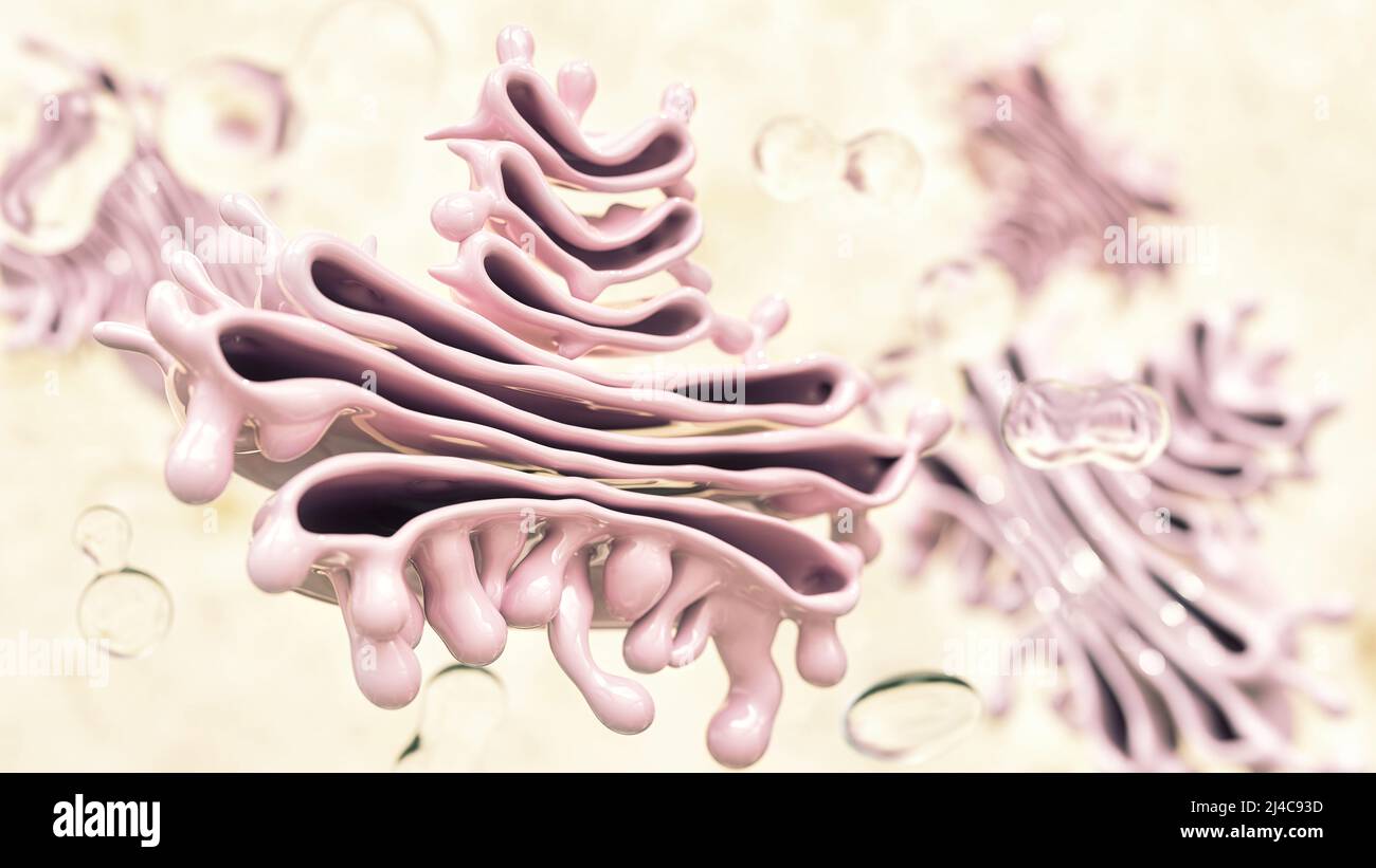 Sezione trasversale attraverso un apparato golgi -- 3D rendering Foto Stock