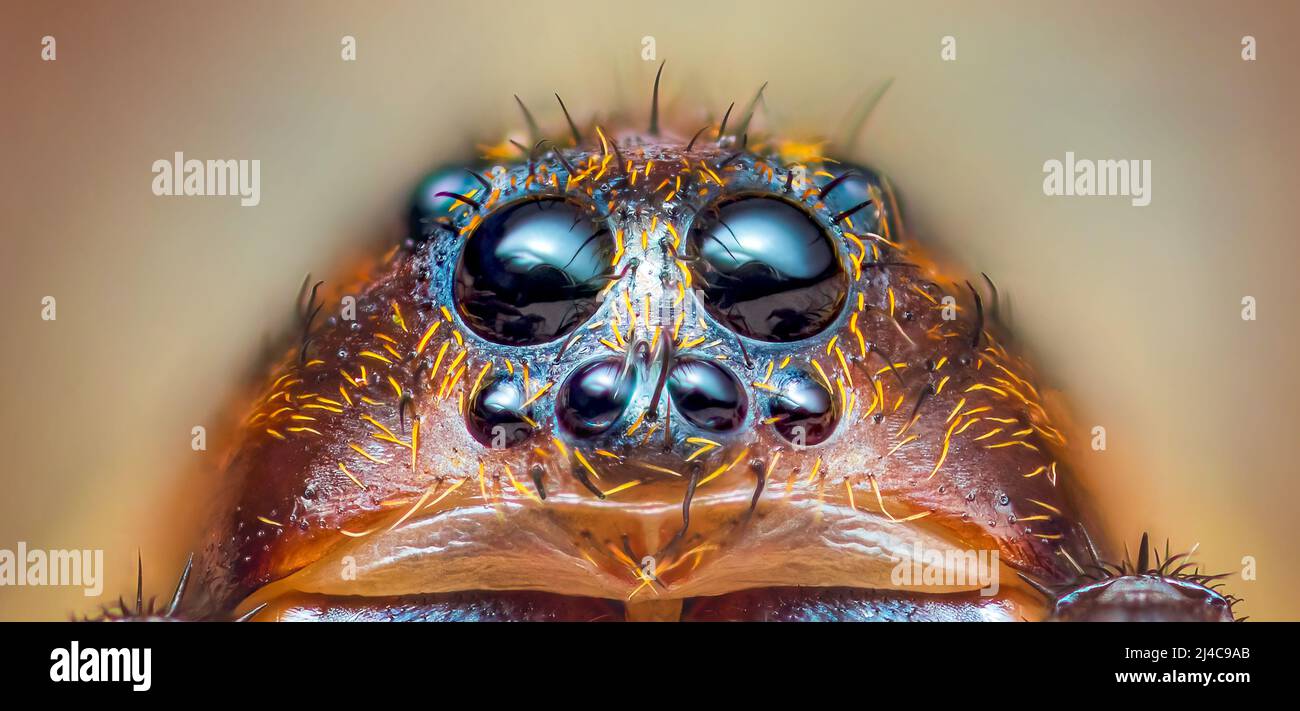 Occhi spaventosi di ragno lupo di terra, trosca terricola, primo piano macro foto Foto Stock