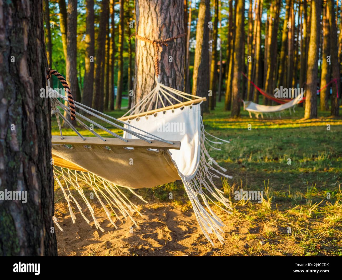 Amache bianche appese tra i pini in una foresta estiva sul lago. Concetto di vita lenta e ricreazione all'aperto Foto Stock