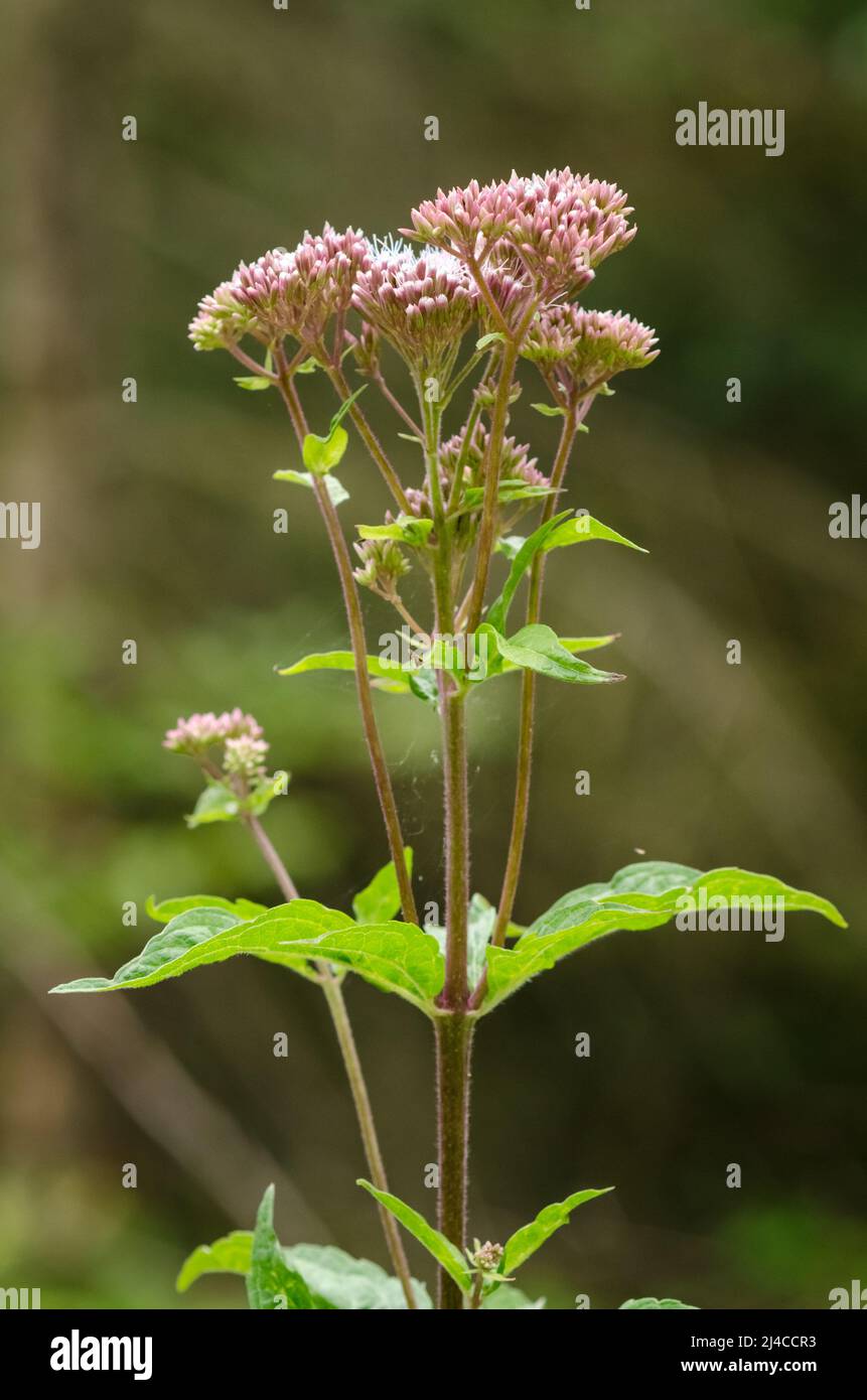 Eupiatorium cannabinum, noto come canapa-agrimonia o corda Santa Foto Stock