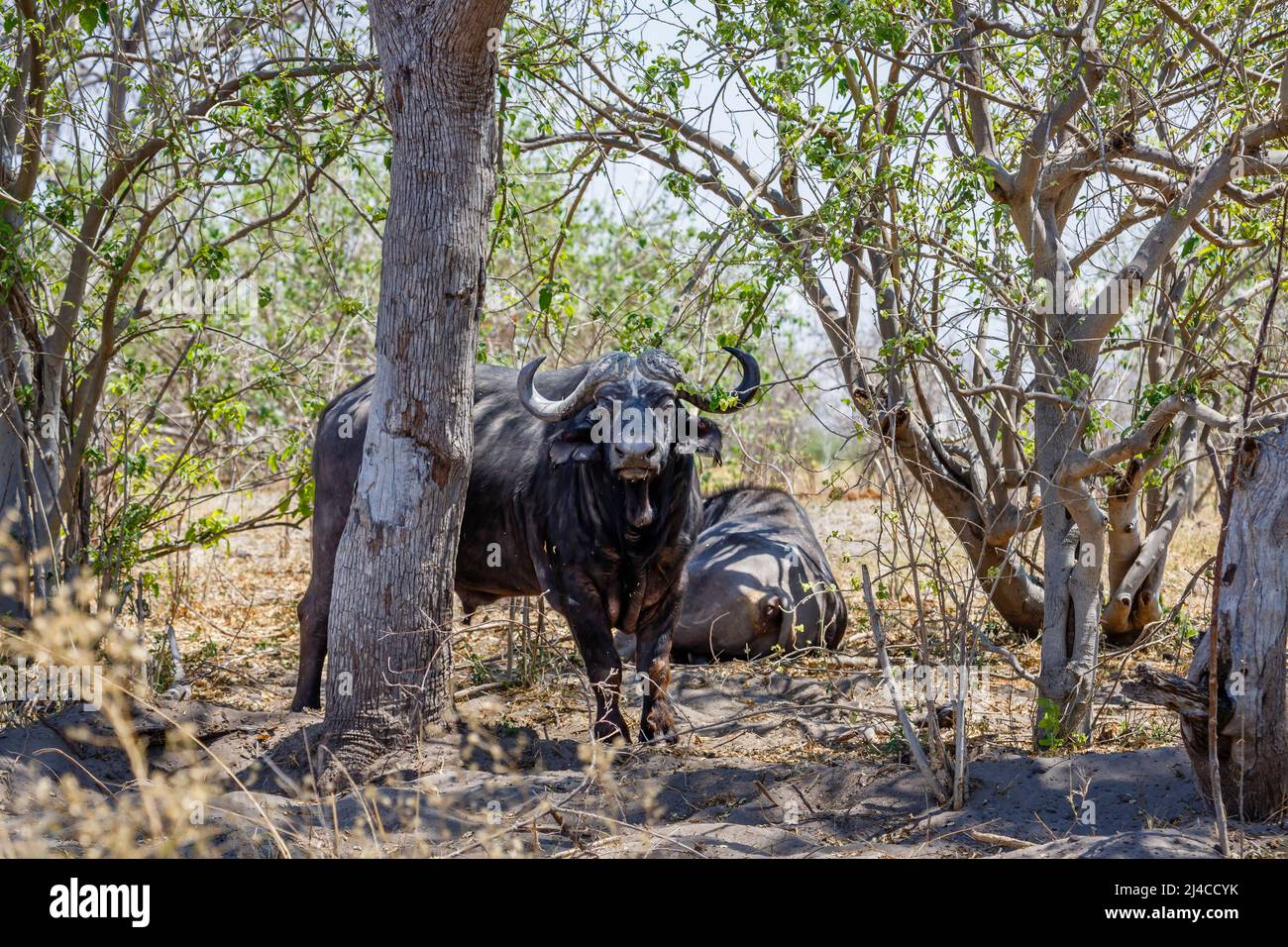 Un magnifico maschio bufali, Syncerus caffer, guarda fuori da dietro un albero, Okavango Delta, il Kalahari, Botswana, Sud Africa Foto Stock