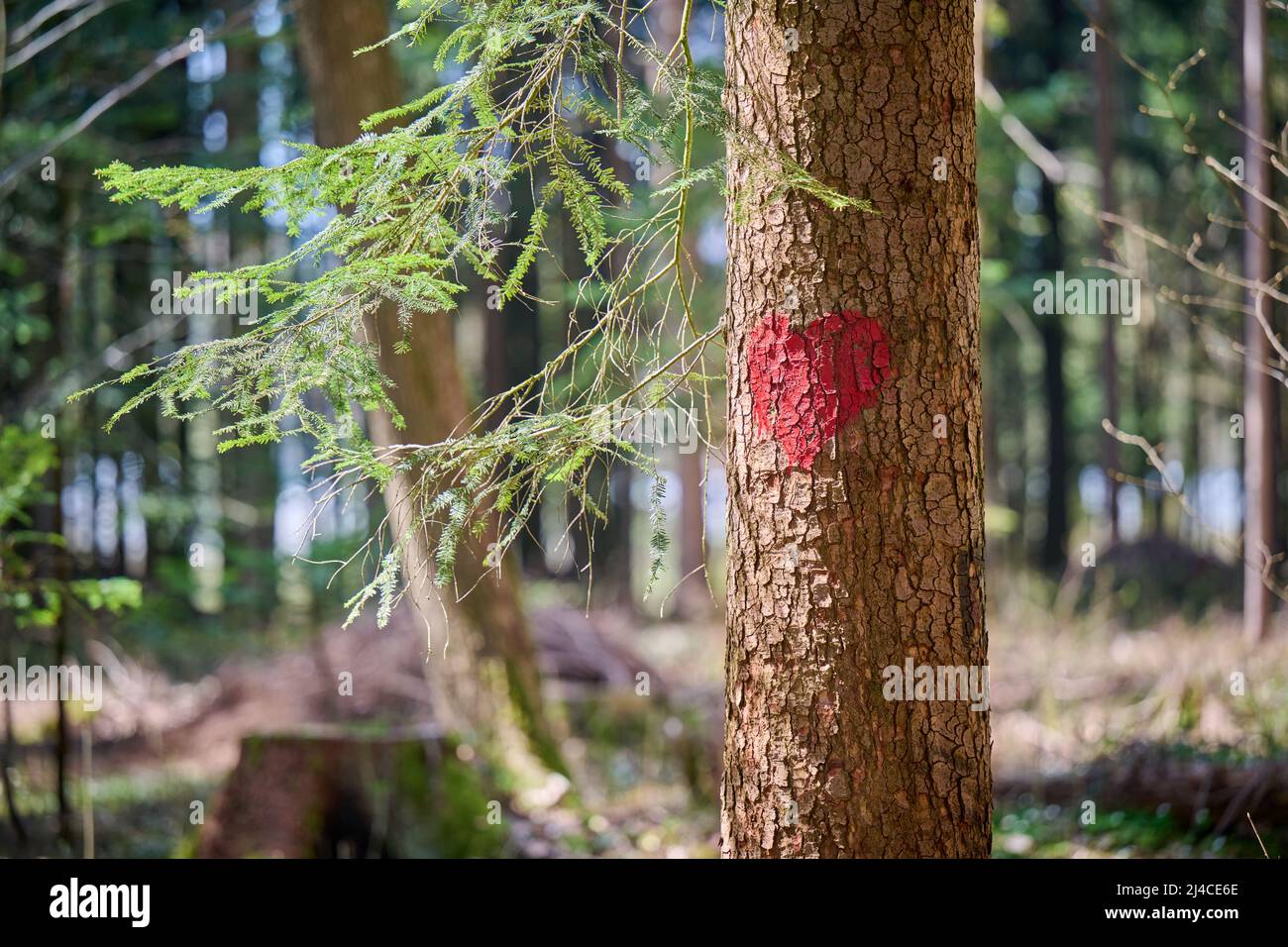 Abete rosso cuore, amore natura concetto. Cuore rosso forma spruzzata su un albero, amore natura concetto Foto Stock