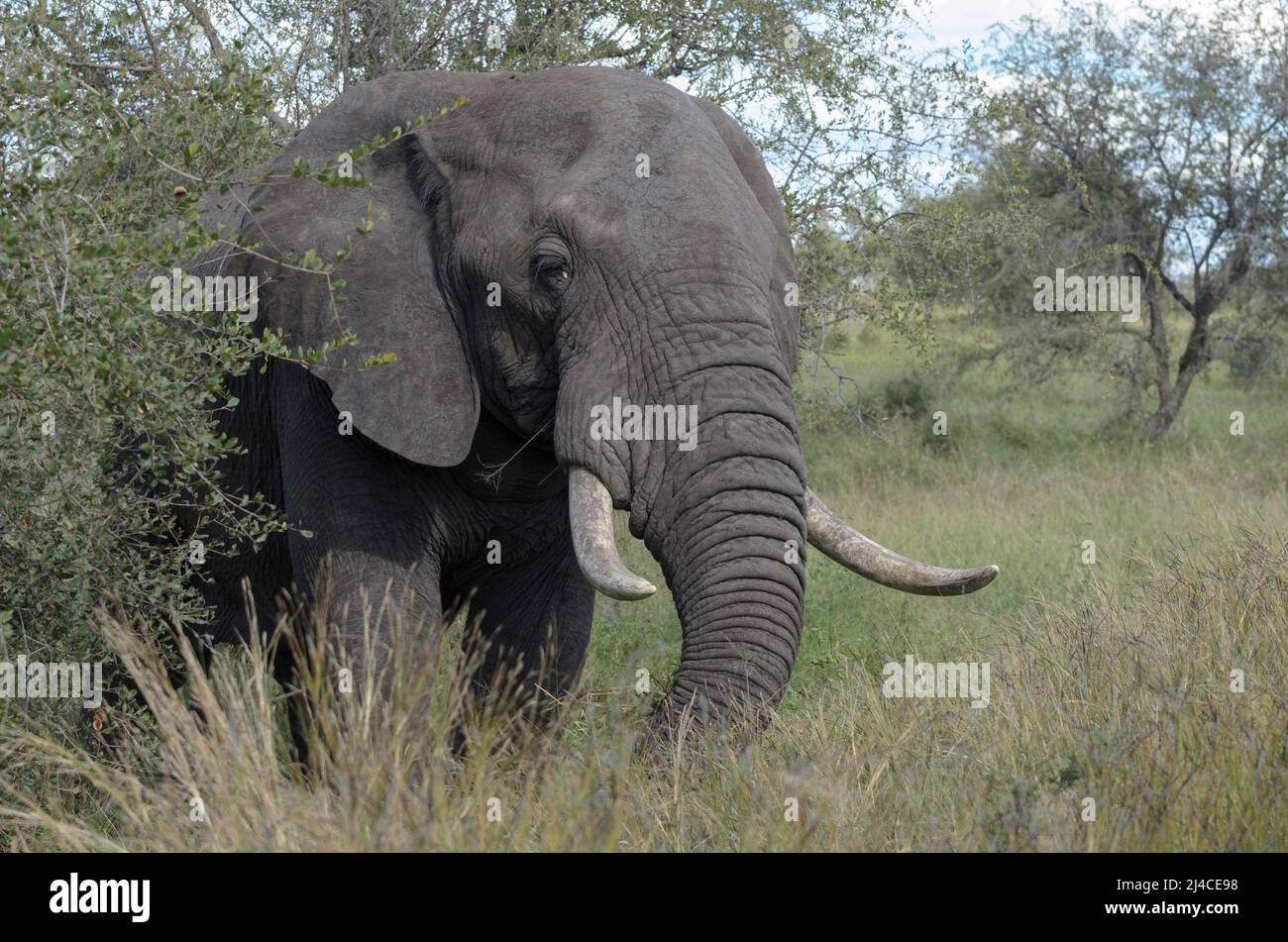 Elefante africano con grandi zanne nel Parco Nazionale di Kruger Foto Stock