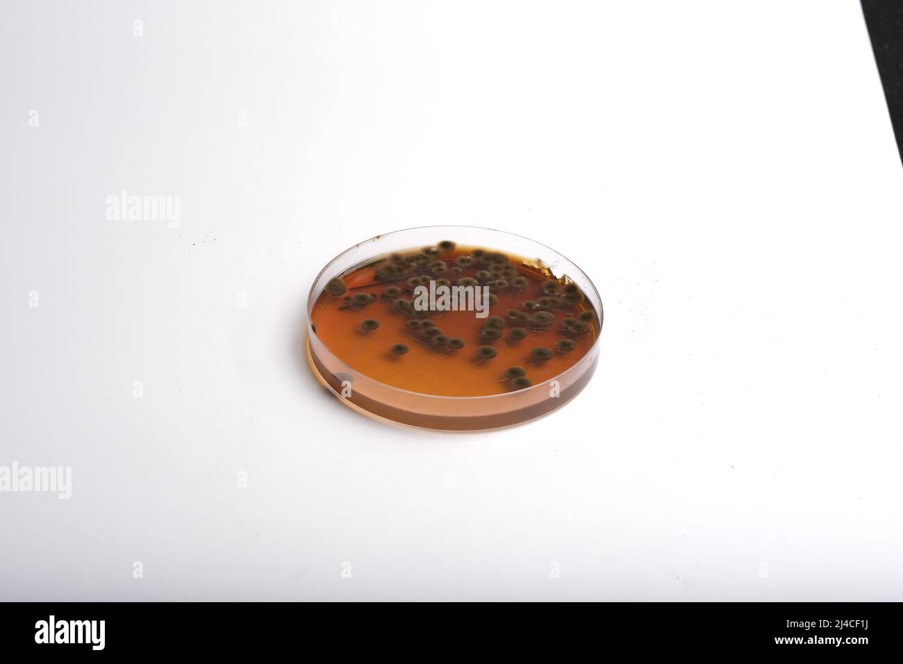 FOTO CLOSEUP DI BATTERI E FUNGHI GRWOTH SU TERRENO AGAR IN UNA PIASTRA DI PLASTICA Foto Stock
