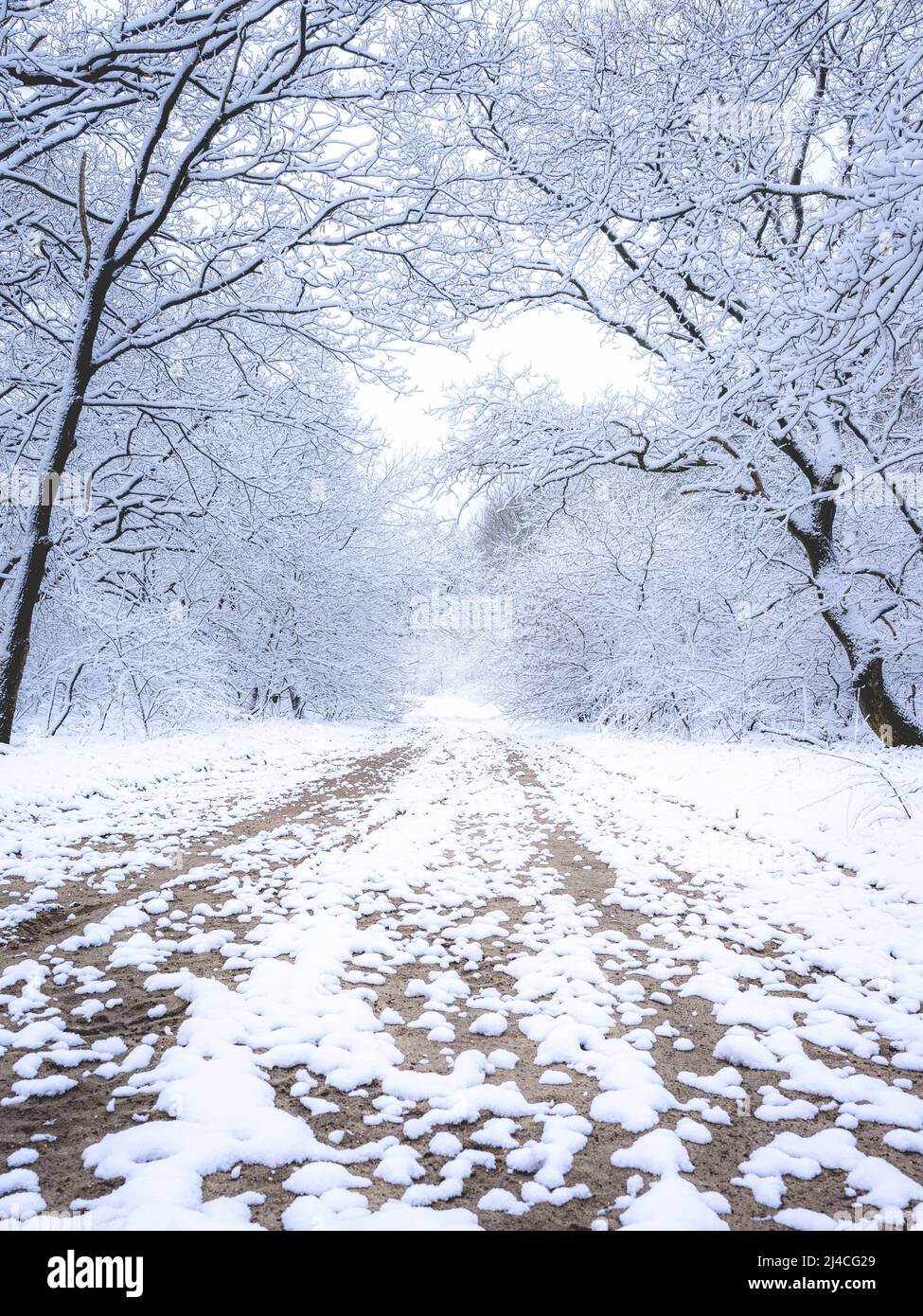 Alberi ricoperti di neve nei Paesi Bassi. Ermelosche Heide. Foto Stock