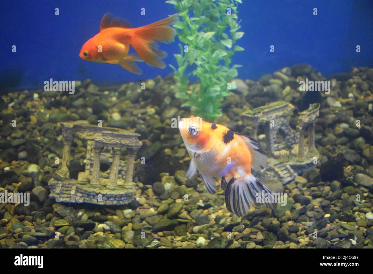 Pesce d'acqua dolce acquario, pesci rossi provenienti dall'Asia in Aquarium.The pesci rossi su un segno cinese porta una prosperità e Buona fortuna. Pesce d'oro con belle beautifu Foto Stock