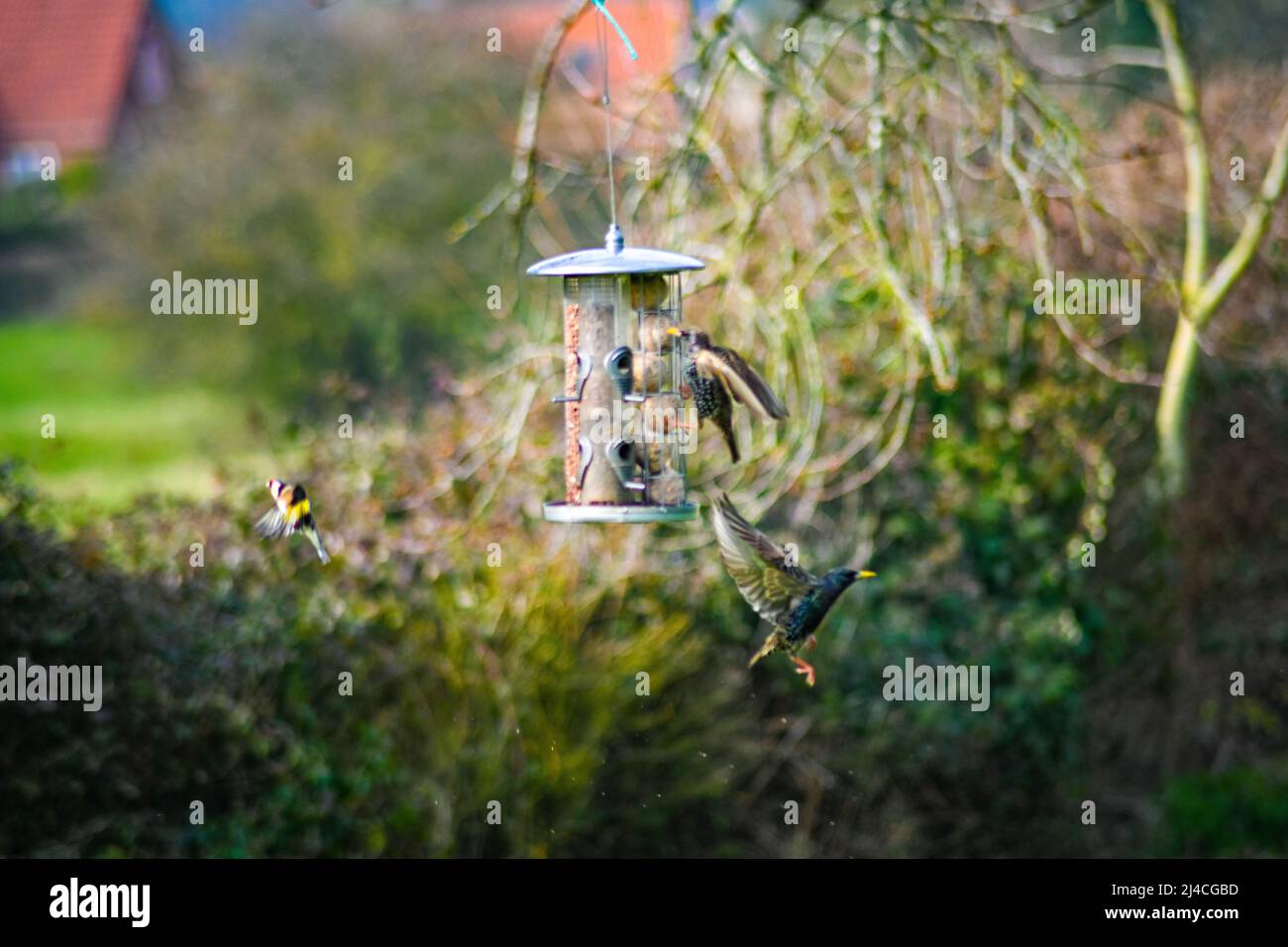 Un finch d'oro, Carduelis carduelis, che vola verso un alimentatore di uccelli appesi, con uno starling, uno Sturnus vulgaris che mangia palle di suet e in volo Foto Stock