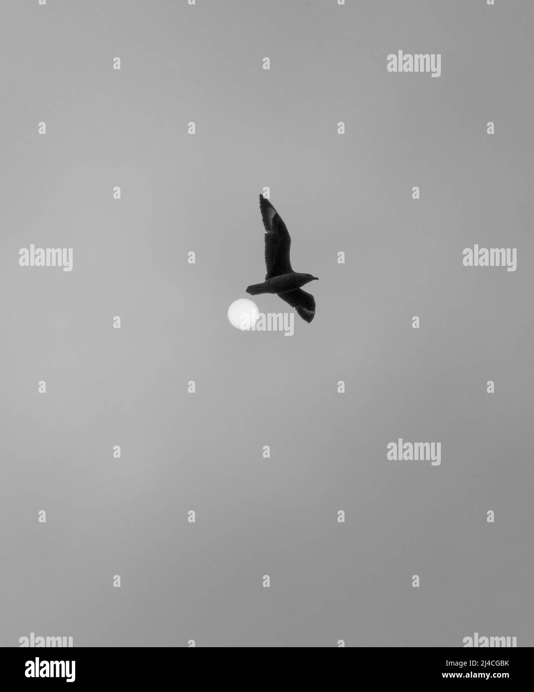 bonxie o grande skua nel nord atlantico con il sole nella nebbia Foto Stock