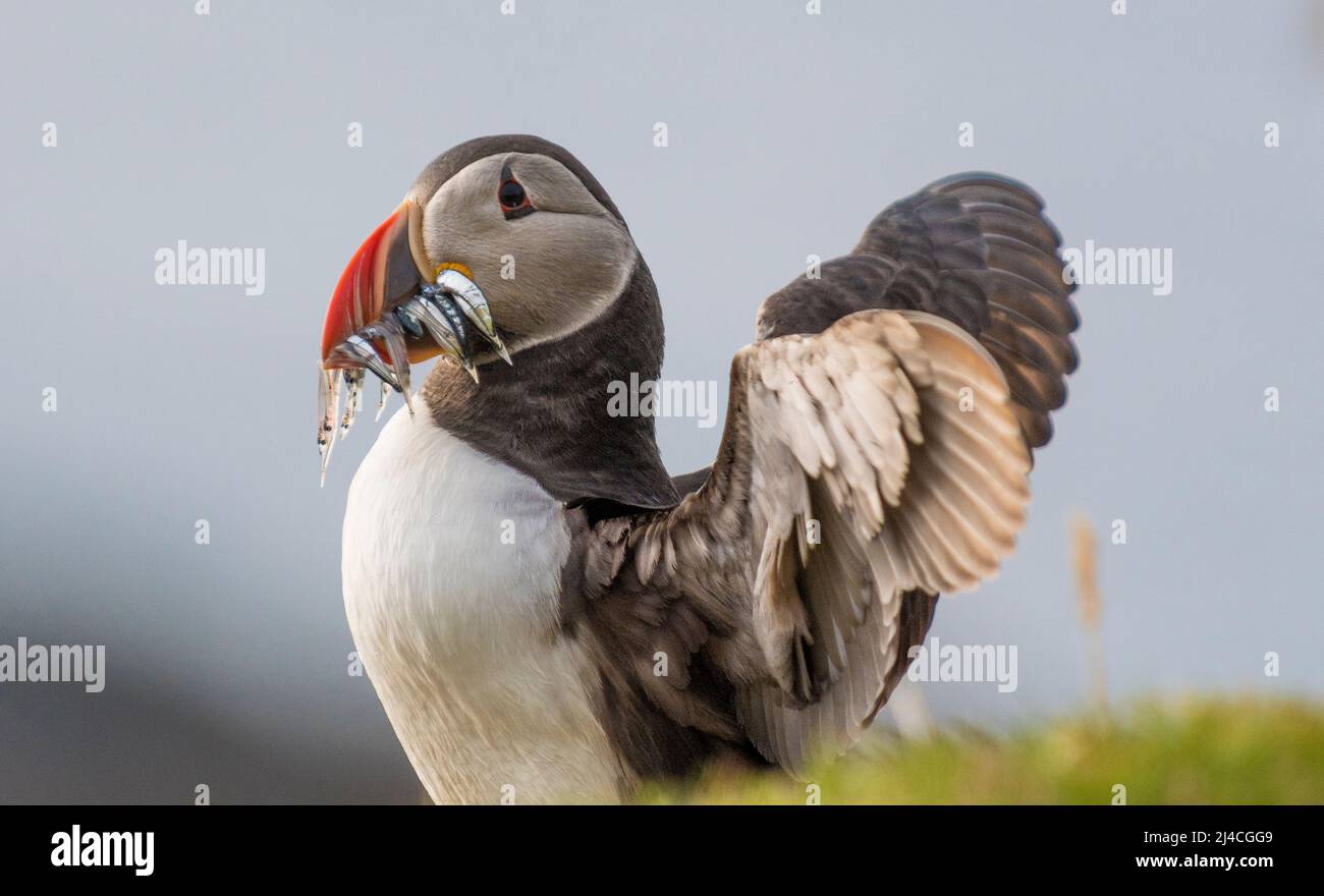 puffin con anguilla di sabbia cattura in becco Foto Stock