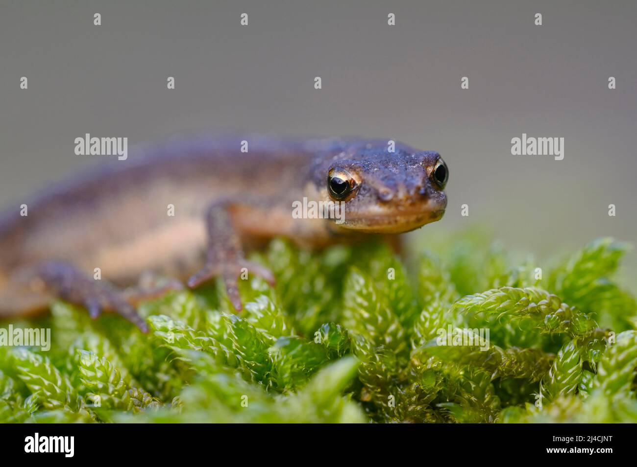 Comune newt (Triturus vulgaris), femminile in costume tradizionale terrestre, ritratto, sulla strada per la riproduzione di acqua, Oberhausen, Ruhr zona, Nord Foto Stock