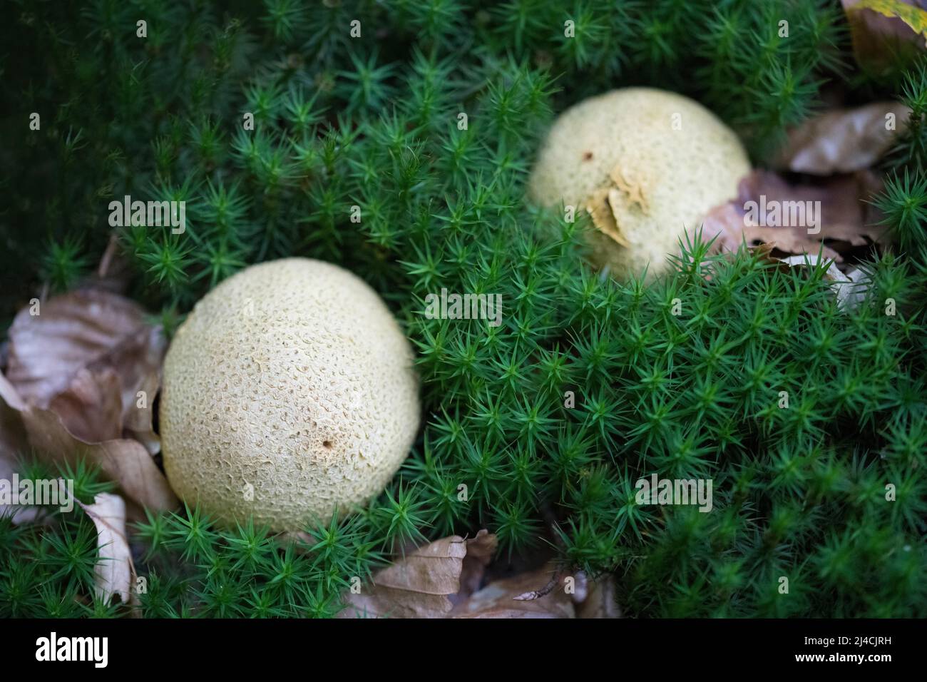 Earthball (Scleroderma), che cresce tra fogliame antico e muschio fresco, Vorpommersche Boddenlandschaft National Park, Meclemburgo-Pomerania occidentale Foto Stock