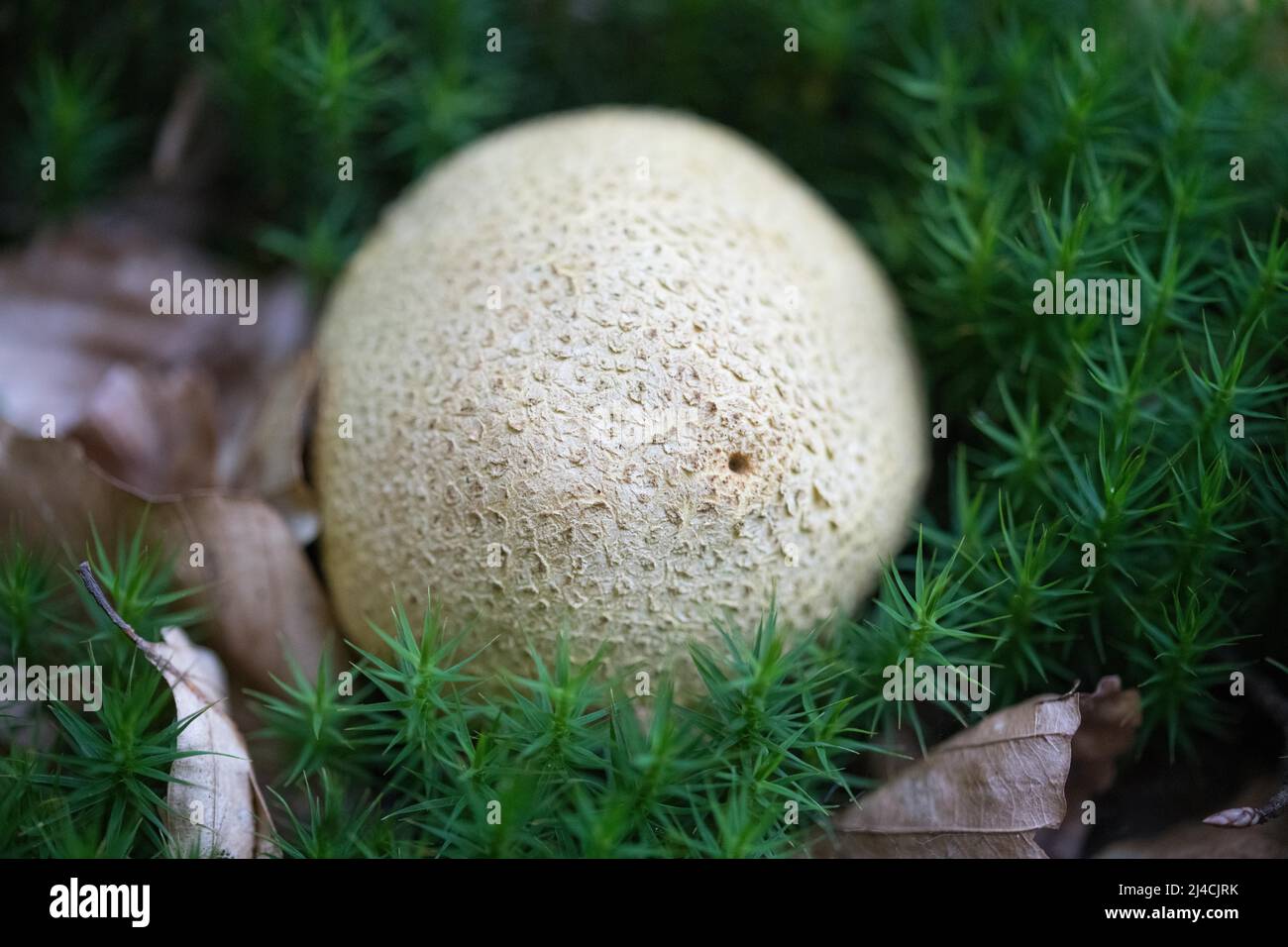 Earthball (Scleroderma), che cresce tra fogliame antico e muschio fresco, Vorpommersche Boddenlandschaft National Park, Meclemburgo-Pomerania occidentale Foto Stock