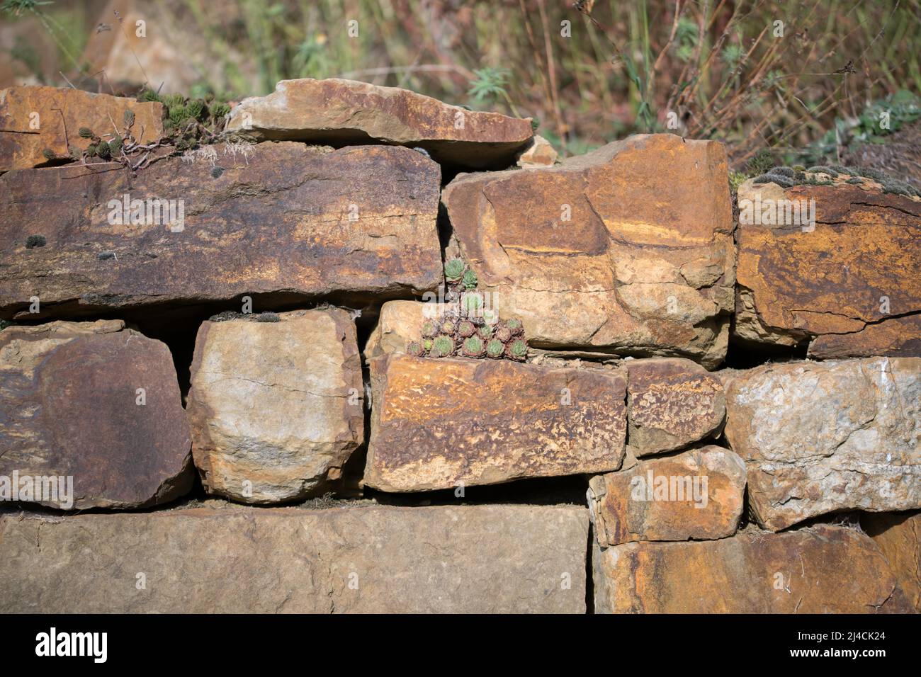 Muro di pietra naturale a secco, habitat per anfibi rettili e insetti nel giardino naturale, bassa Sassonia Foto Stock