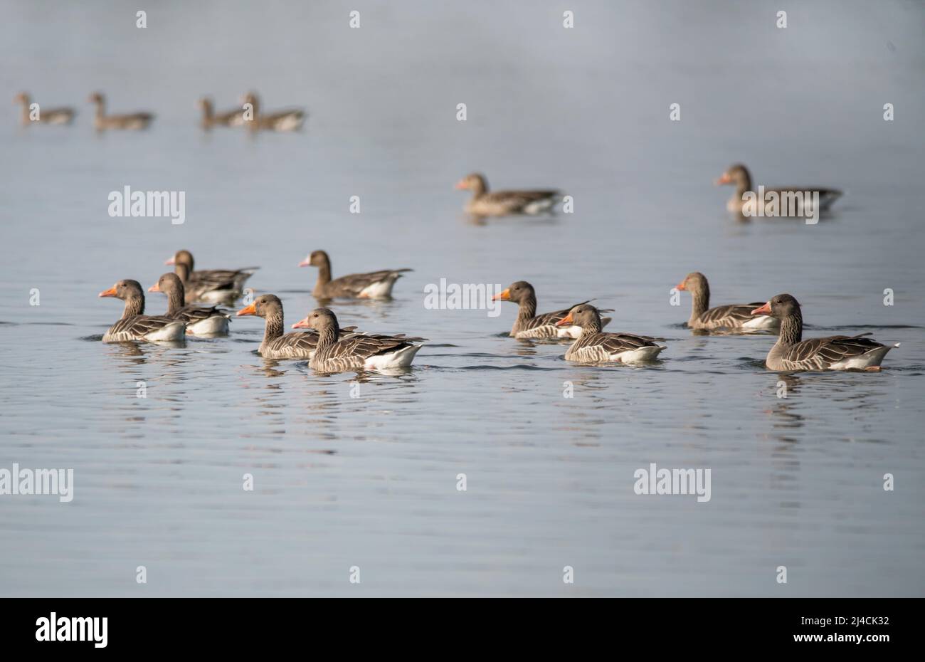 L'oca di Greylag (Anser anser), un gruppo di uccelli che nuotano rilassato nell'acqua, Diepholzer Moorniederung, bassa Sassonia Foto Stock