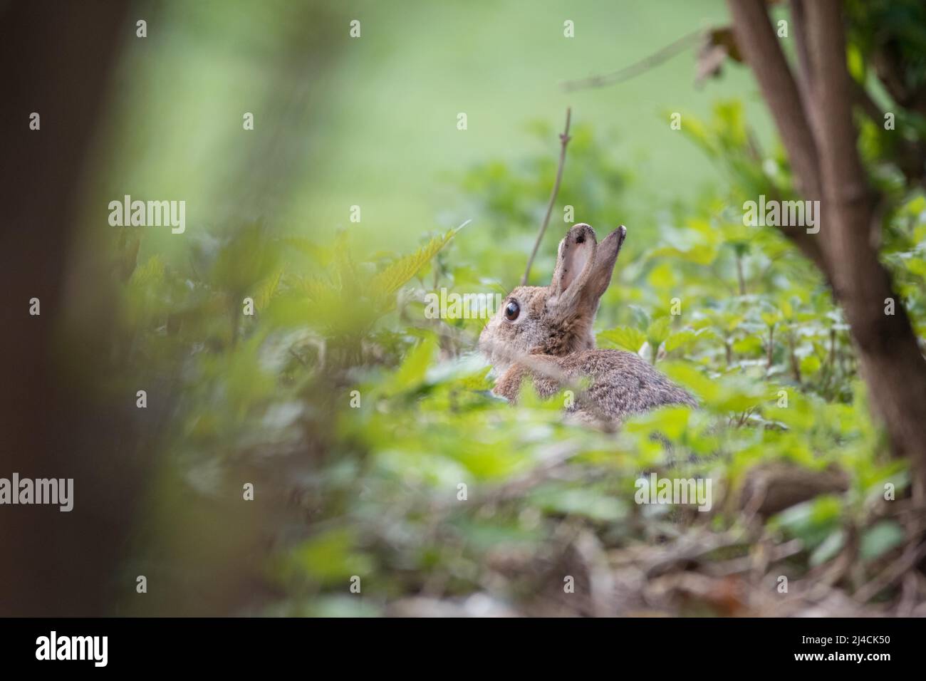 Coniglietto europeo (Oryctolagus cuniculus), ben nascosto nella vegetazione al suolo vicino al suo burrow, Duesseldorf, Germania Foto Stock