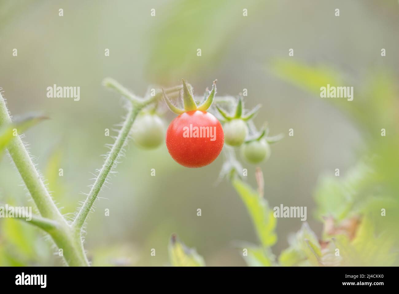 Pomodoro (Solanum lycopersicum), frutta rossa matura in primo piano sullo sfondo unmature frutta verde, Velbert, Germania Foto Stock