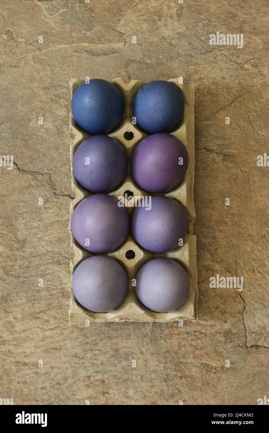 Primo piano rustico uova di Pasqua imballaggio Violet colore Gradient Foto Stock