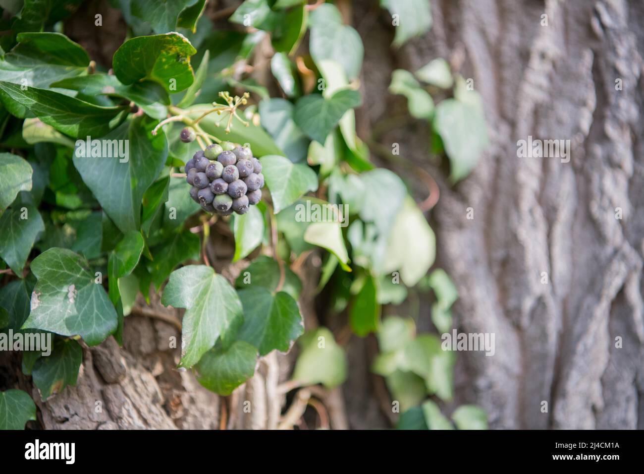 Edera comune (Hedera Helix), la frutta matura è un'importante fonte alimentare per gli uccelli, Duesseldorf, Germania Foto Stock