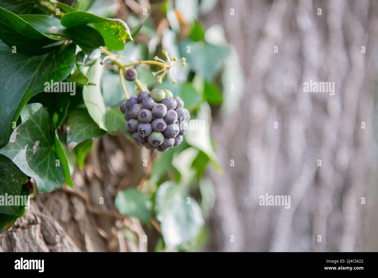 Edera comune (Hedera Helix), la frutta matura è un'importante fonte alimentare per gli uccelli, Duesseldorf, Germania Foto Stock