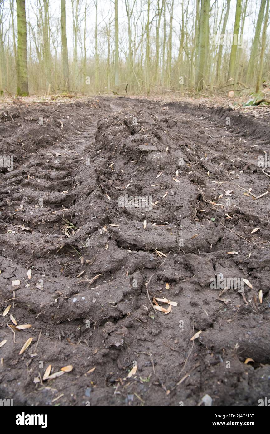 Silvicoltura nella foresta, corsia posteriore con cingoli da una mietitrice in primo piano, compattazione del suolo, danni ambientali, Duesseldorf, Germania Foto Stock