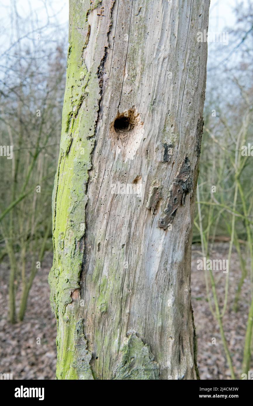 Legno morto in piedi, ecologicamente molto prezioso nell'ecosistema forestale, luogo di allevamento per insetti e fonte alimentare per varie specie di uccelli Foto Stock