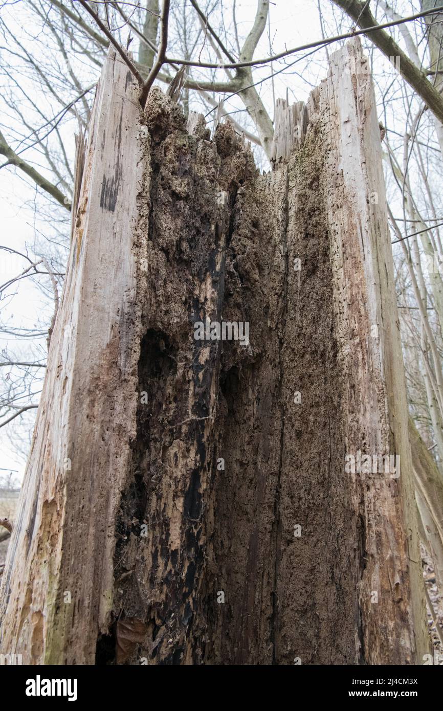 Legno morto in piedi, ecologicamente molto prezioso nell'ecosistema forestale, luogo di allevamento per insetti e fonte alimentare per varie specie di uccelli Foto Stock