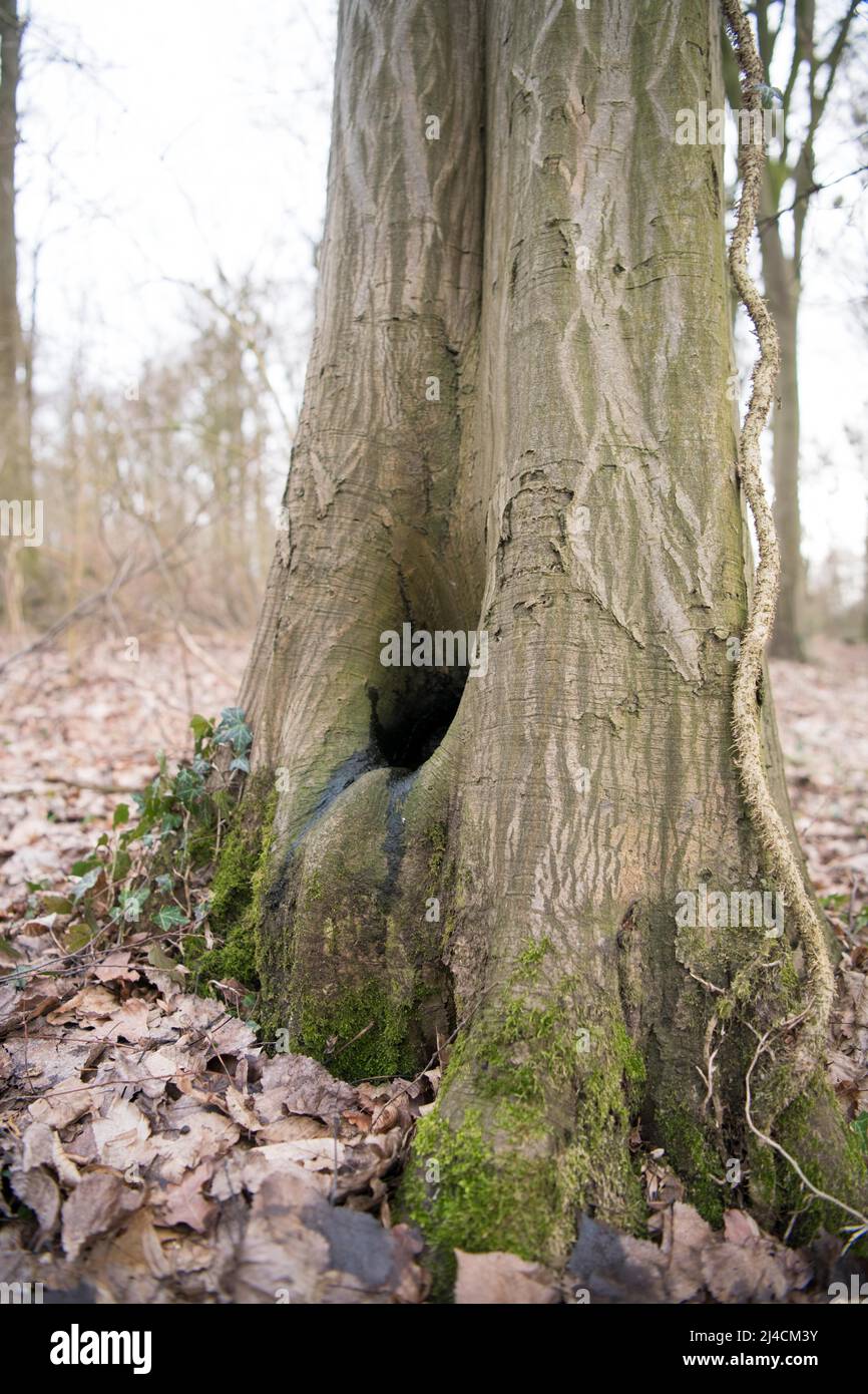 Vaso d'acqua in albero antico, microhabitat ecologicamente molto prezioso nell'ecosistema forestale, terreno di allevamento per insetti specializzati, Duesseldorf Germania Foto Stock