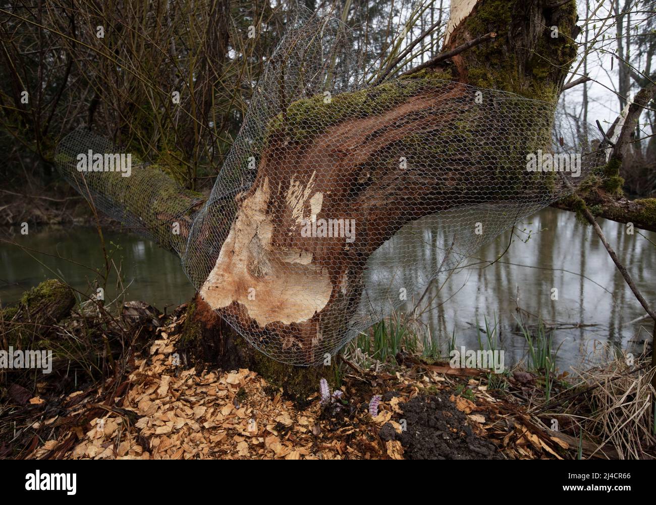 Tronco di albero gnawed protetto da ulteriore predazione del castoro con recinzione, castoro, Mondseeland, Mondsee, Salzkammergut, Austria superiore, Austria Foto Stock