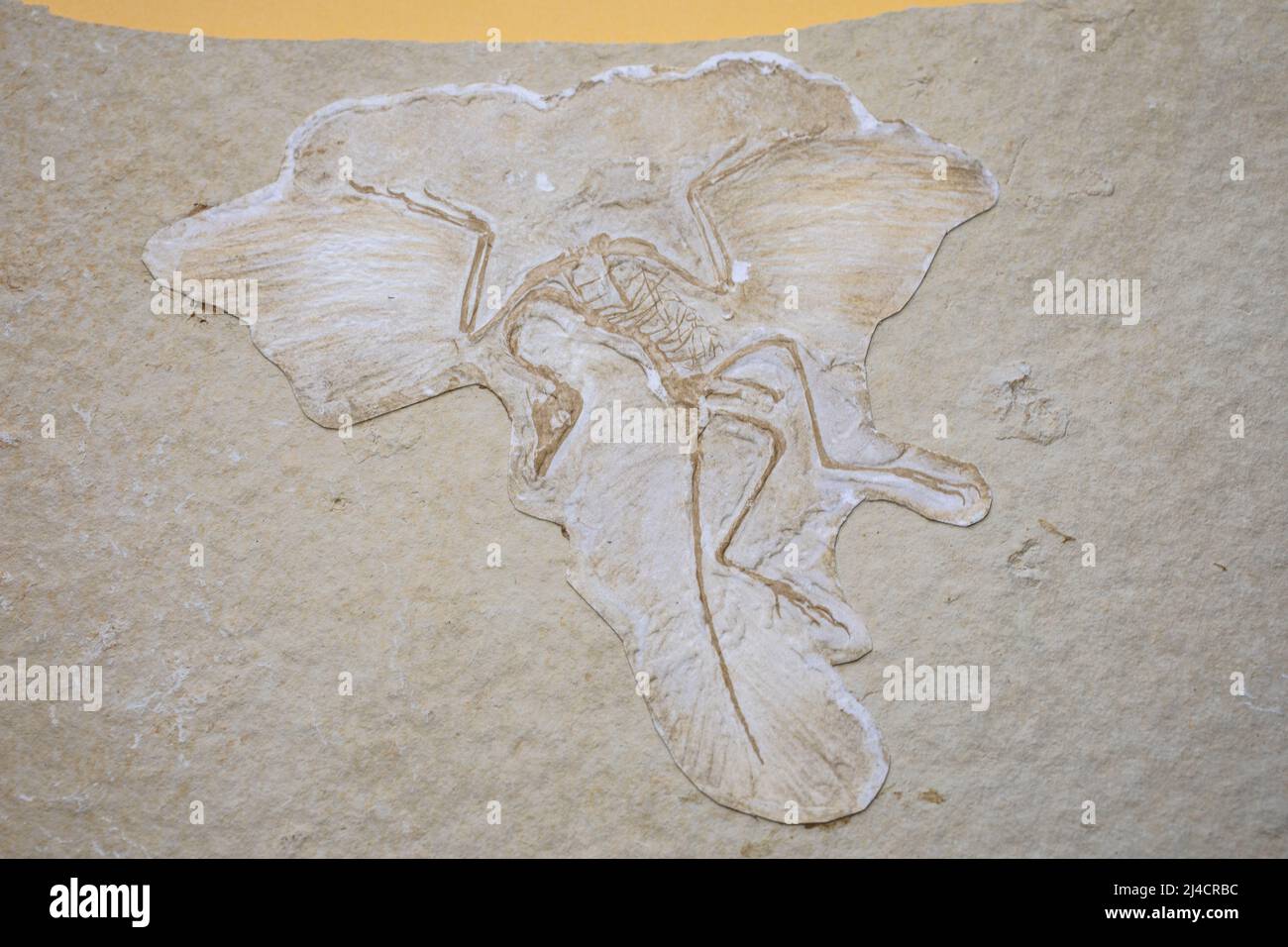 Archeopterice preistorico pressato in pietra arenaria Foto Stock