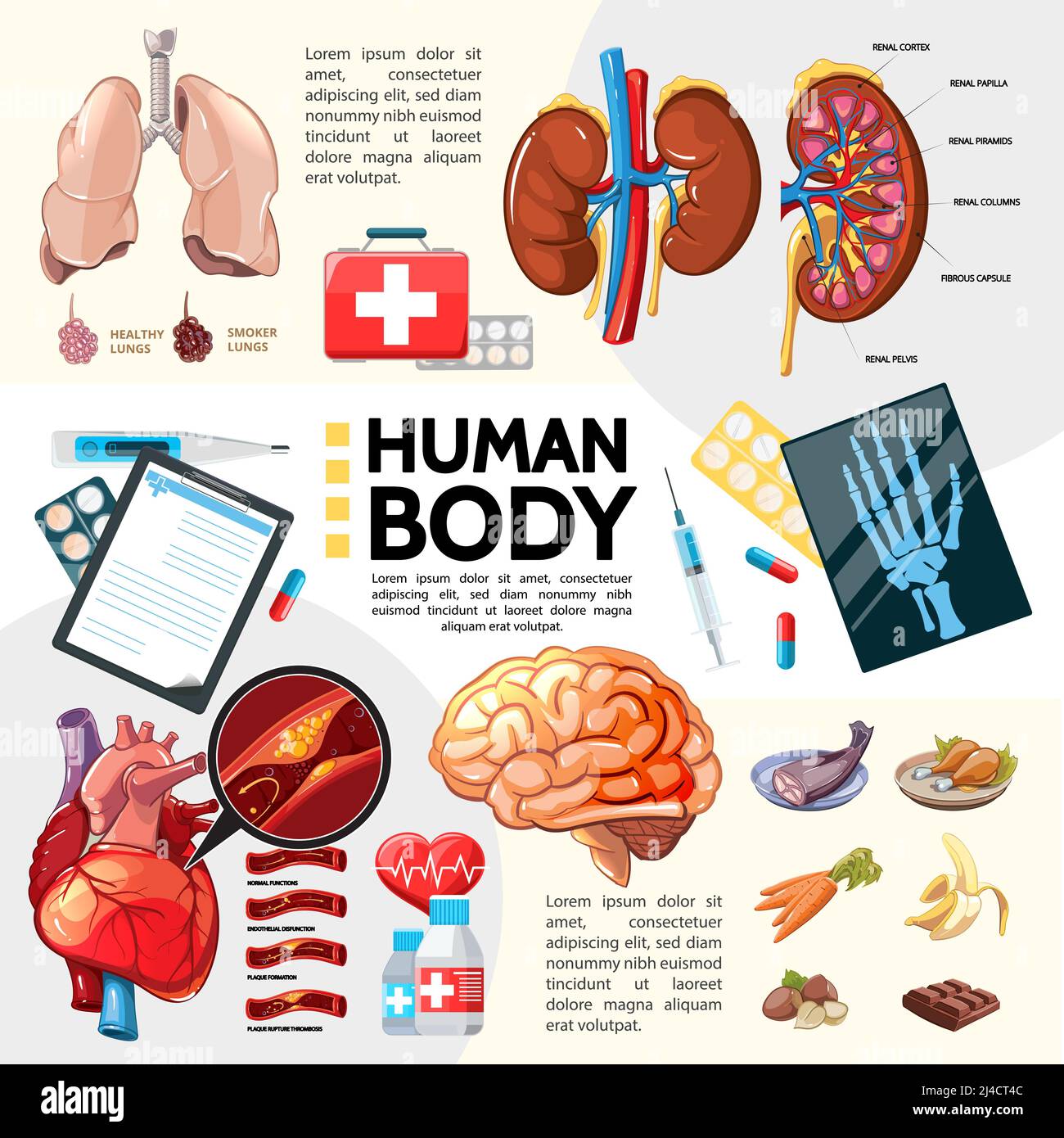 Cartoon modello sanitario con reni polmoni cuore pillole cervello appunti termometro siringa pesce carota banana pollo noci cioccolato mano x-ray ve Illustrazione Vettoriale