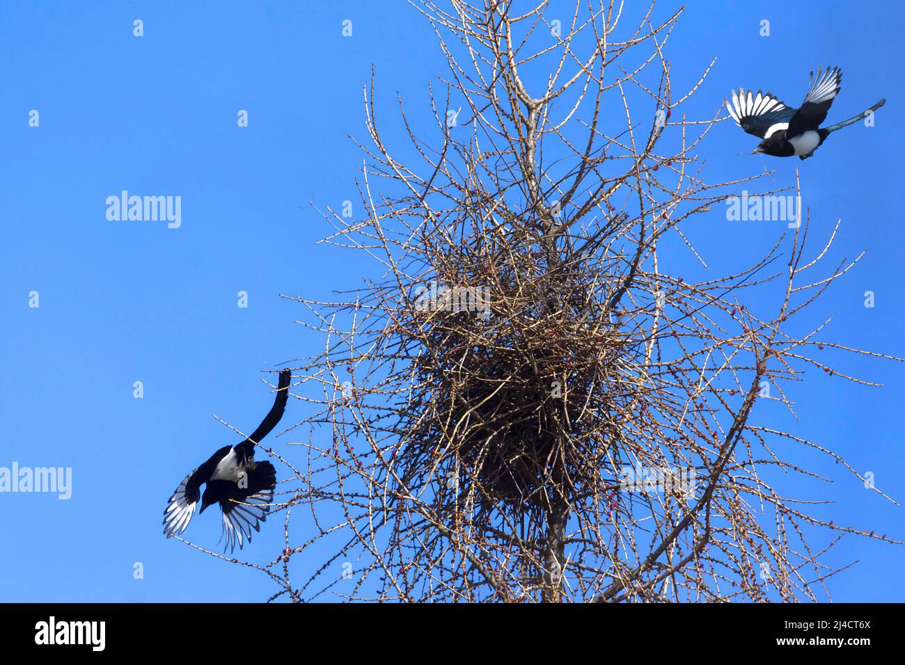 Magpie europee (Pica pica) costruire un nido, Baviera, Germania Foto Stock