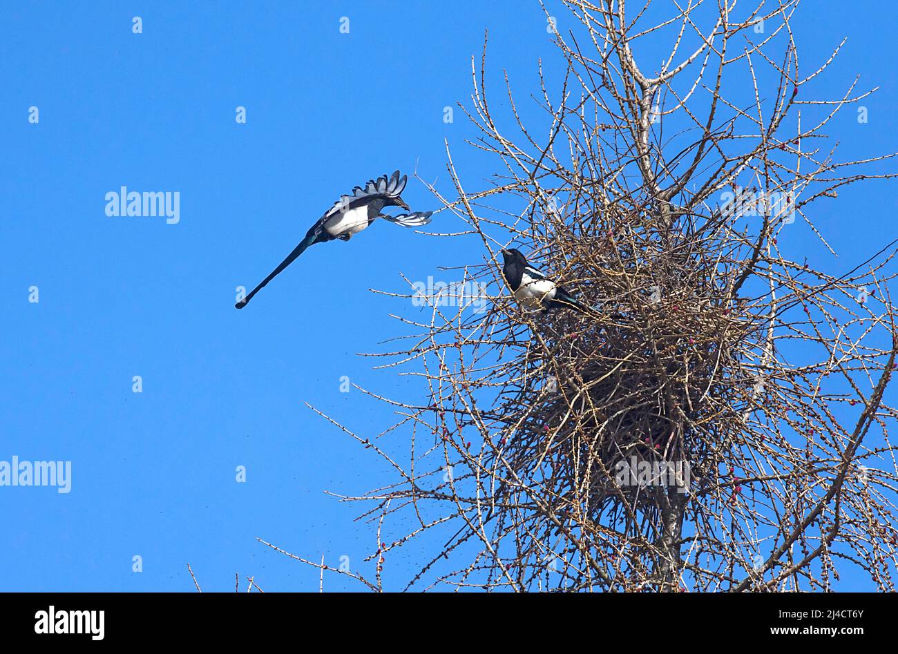 Magpie europee (Pica pica) costruire un nido, Baviera, Germania Foto Stock
