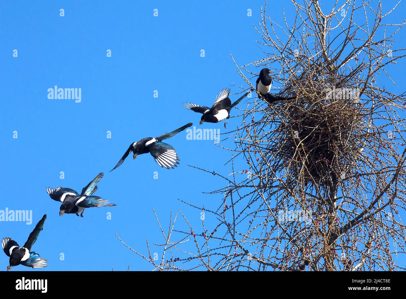 Magpie europea (Pica pica) lasciando il suo nido, montage, Baviera, Germania Foto Stock