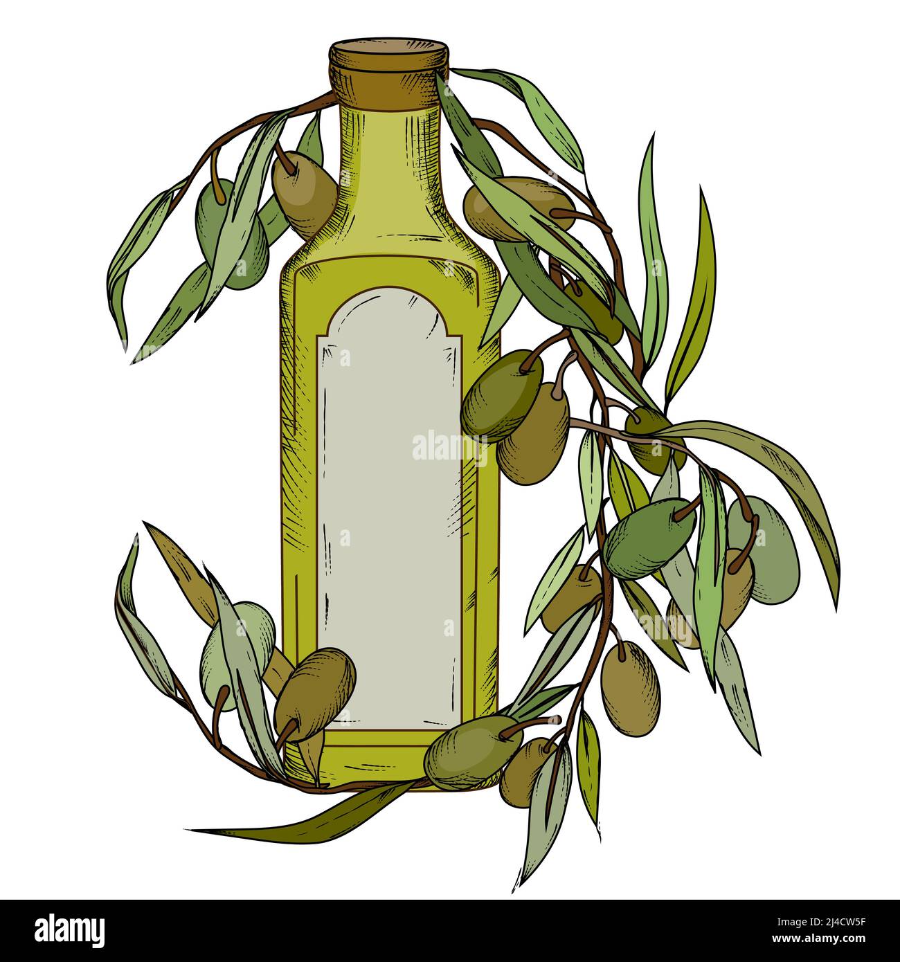 Bottiglia d'olio d'oliva e olive fresche si diramano in stile vintage  disegnato a mano, disegno vettoriale colorato isolato su sfondo bianco.  Incisione in stile inciso Immagine e Vettoriale - Alamy