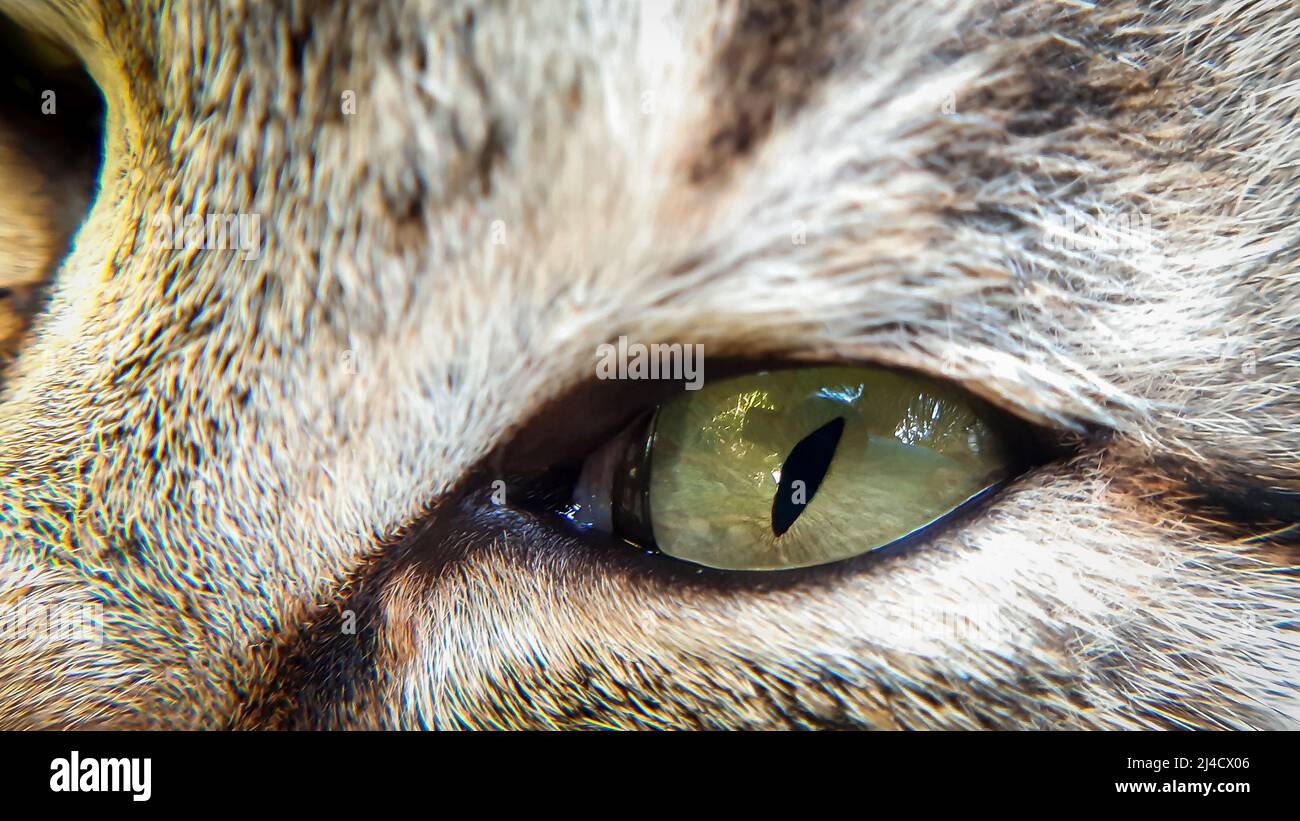 Primo piano dell'occhio del gatto. Gli occhi che possono dire la verità Foto Stock