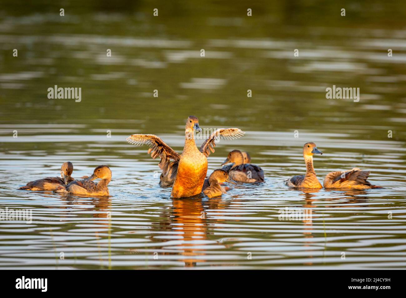 Ritratto minore di anatra fischiante con alare pieno in luce d'ora d'oro al parco nazionale keoladeo foresta o bharatpur uccello santuario rajasthan india Foto Stock