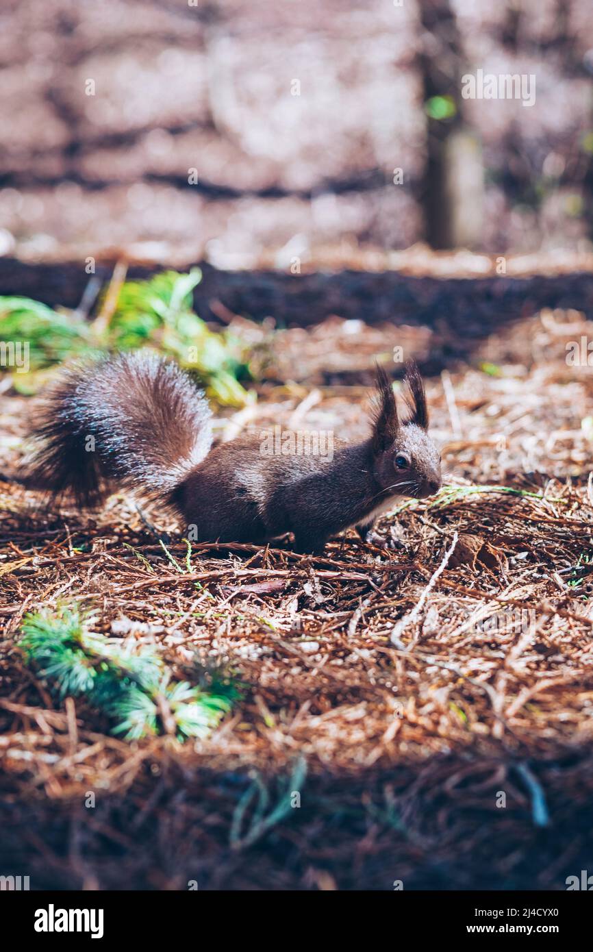 Natura selvaggia. Carino scoiattolo rosso con lunghe orecchie appuntite nella scena autunnale . Fauna selvatica nella foresta. Scoiattolo seduto a terra. Sciurus vulgaris. Foto Stock